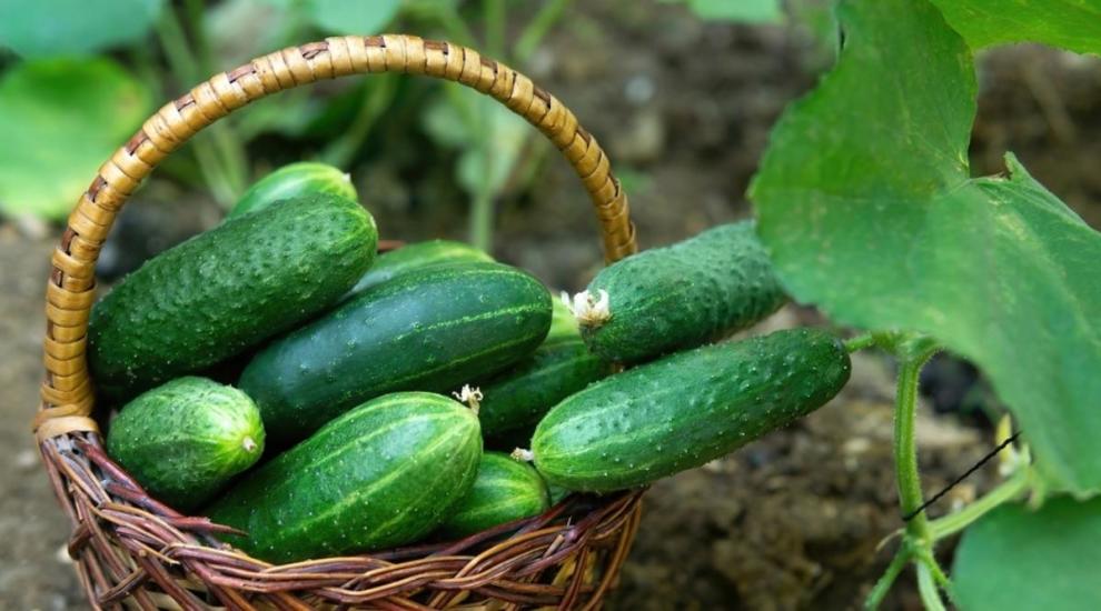 BÁNH MÌ CHẢ CÁ TUYỆT HẢO TỪ SỰ TRÂN TRỌNG TRÊN TỪNG NGUYÊN LIỆU 4 Lát dưa leo tươi mát được thêm vào bánh mì chả cá, tạo nên sự kết hợp tuyệt vời giữa vị ngọt, mát và giòn. (Source: Internet)