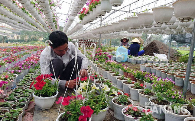 Mô hình trồng hoa chậu của bà Nguyễn Thị Cư ở thôn Dương Sơn, xã Hòa Châu. (Nguồn ảnh: Internet)